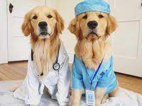 Title: Understanding Common Pet Health Issues and How to Prevent Them