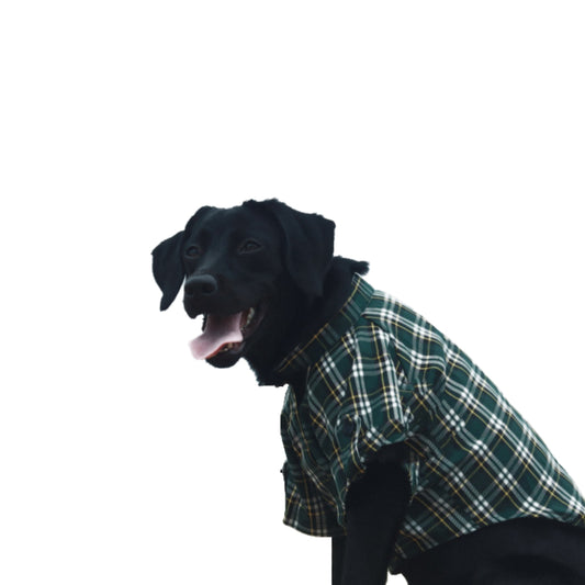 Petvisie's "Pety Looks" Green Checkered Pet Shirt with Velcro